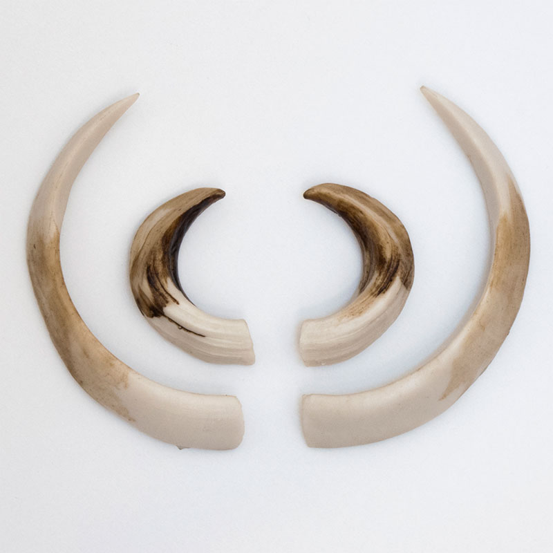 IK-1 Set of Artificial Trophies – Wild Boar Tusks