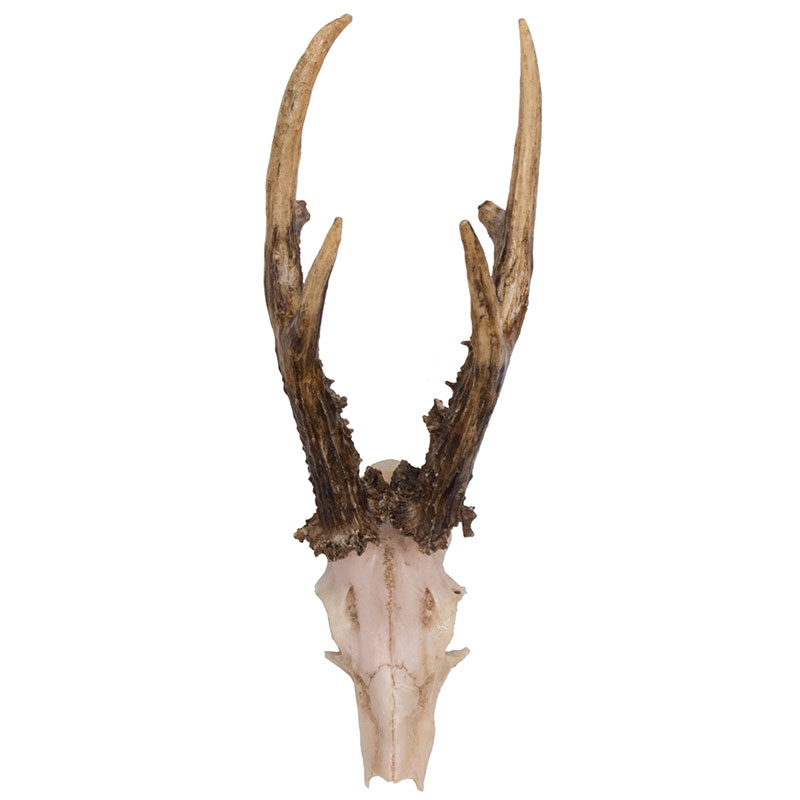 RK-1 Set of Artificial Trophies – Roe Deer Antlers