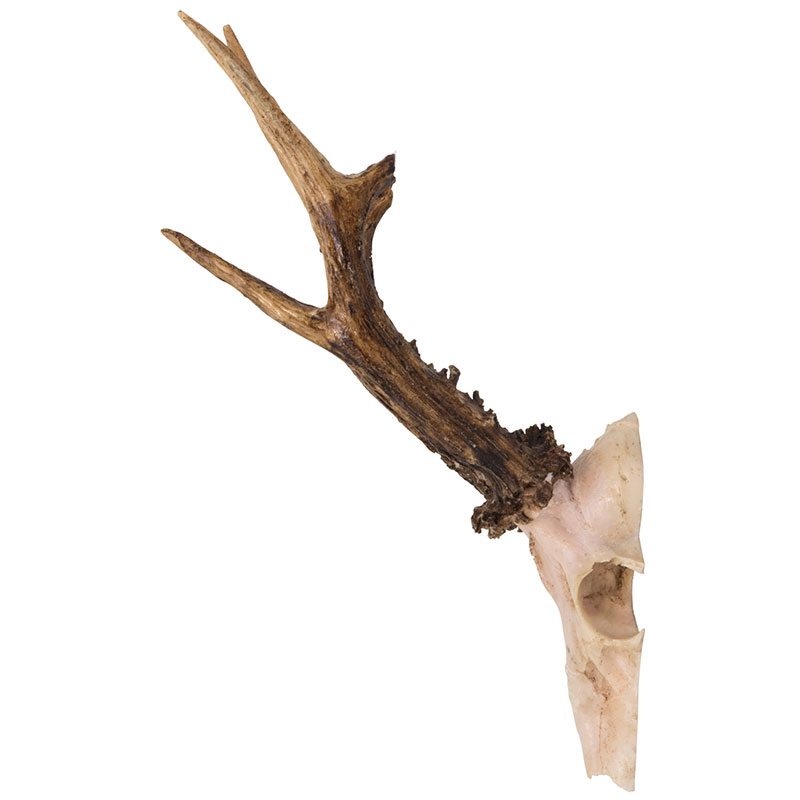 RK-1 Set of Artificial Trophies – Roe Deer Antlers
